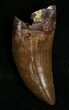 Gorgeous Inch Nanotyrannus Tooth #5843-1
